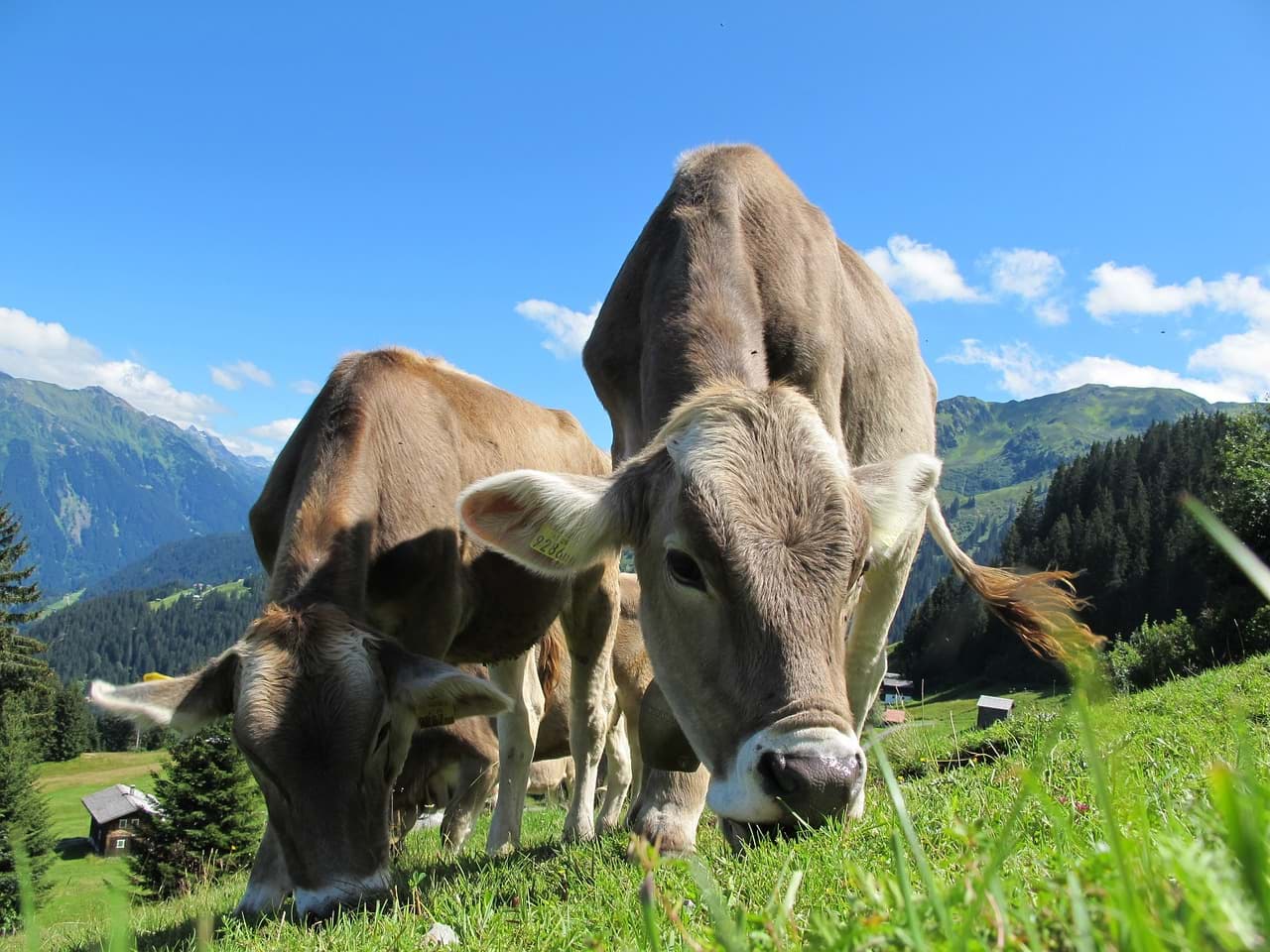 Calfs do not have to be sacrificed for the use of cell culture Calfs do not have to be sacrificed for the use of cell culture